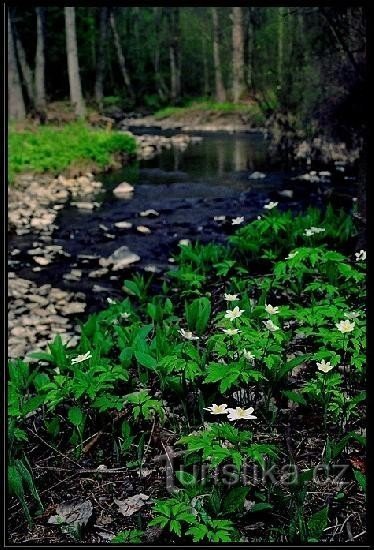 Κοιλάδα Budišovka