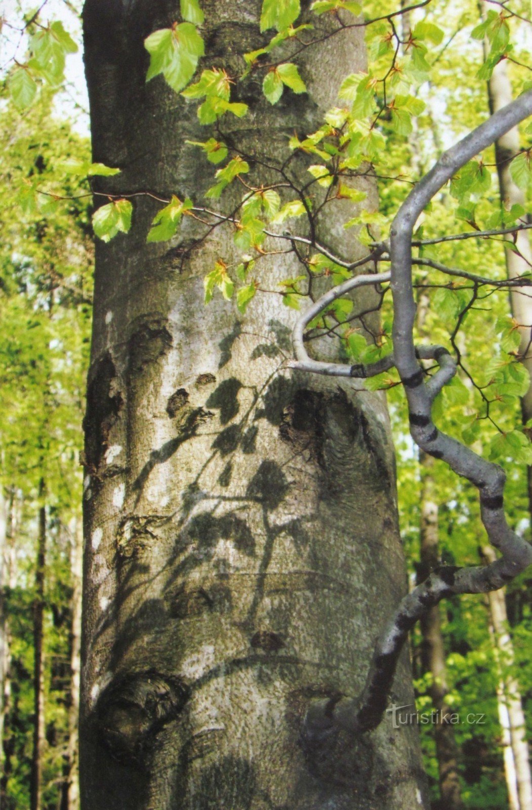 Vallée de Bystřice entre Smilov et Jívová