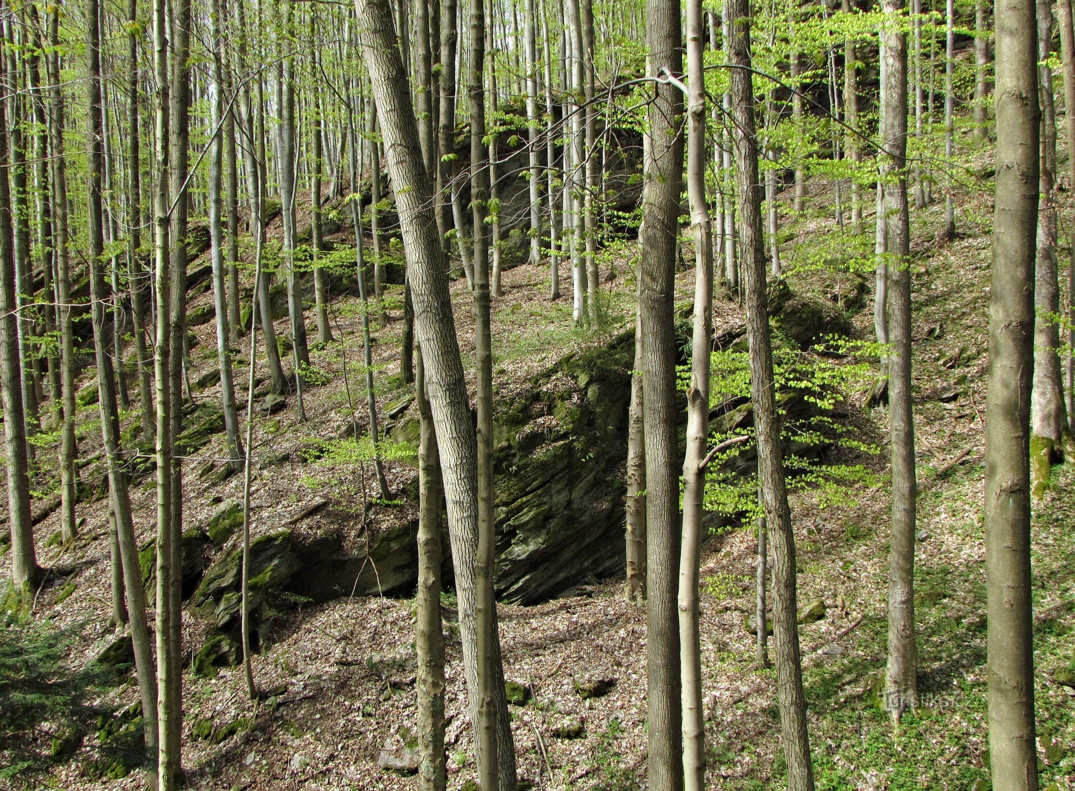 Valle del arroyo Dobřečovský