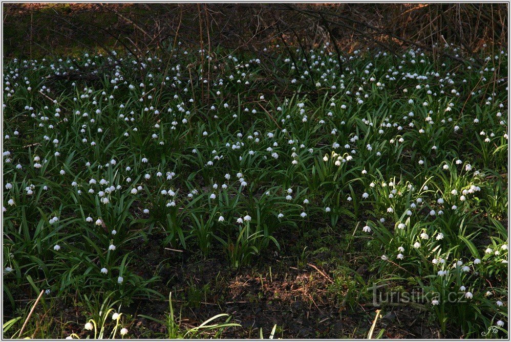 Klučanky Valley - blek