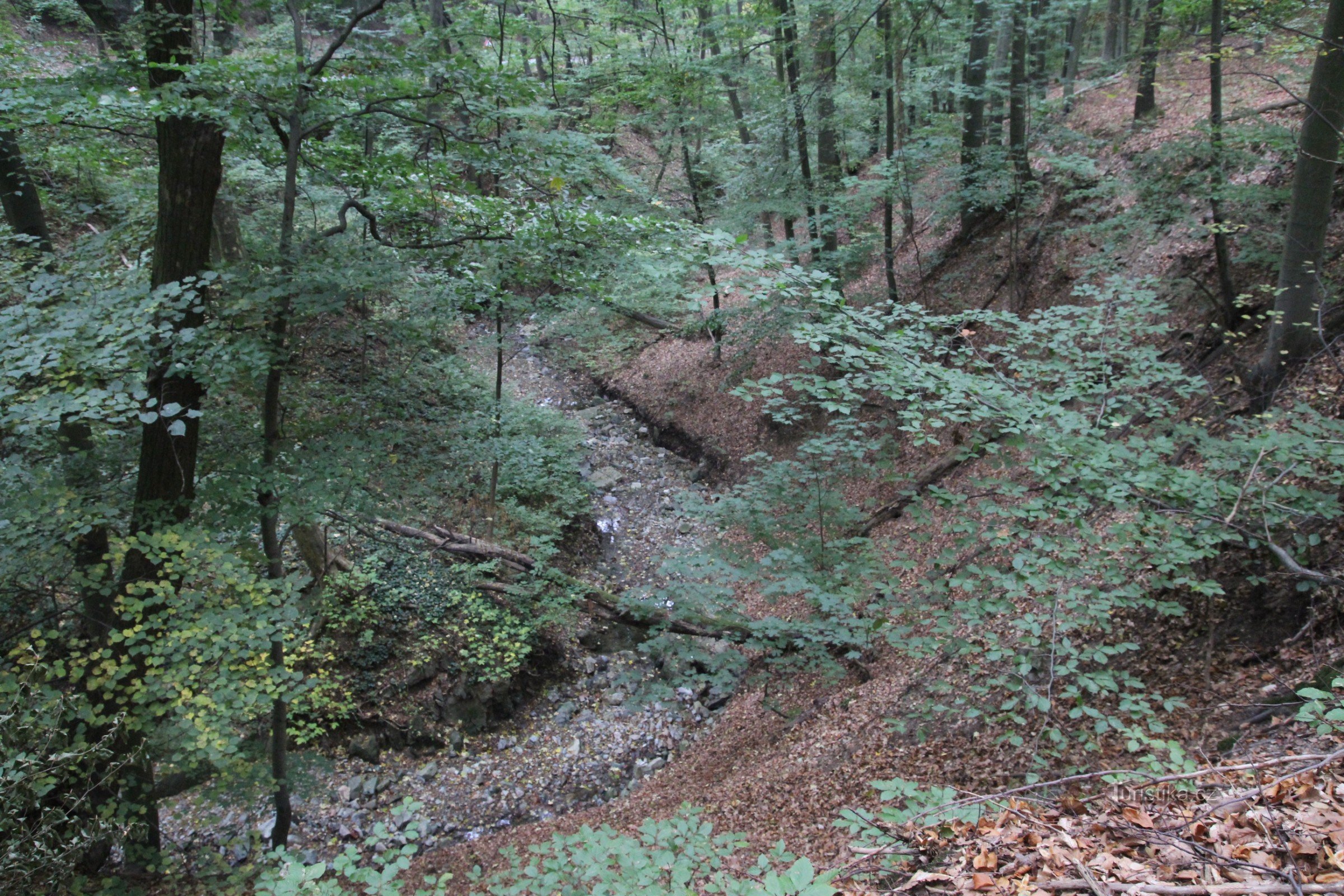 Tal des Baches Kohoutovické – ein Naturdenkmal