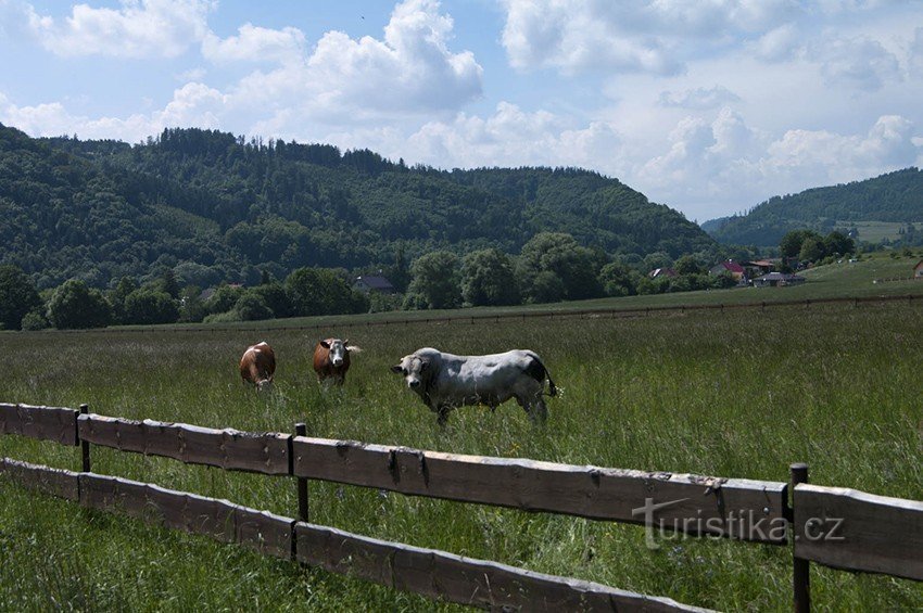 Valea Oderului