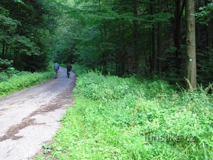 Olešenka valley