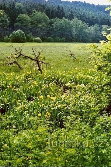 Střela-Tal: Kosatce bei der Nučické-Mühle