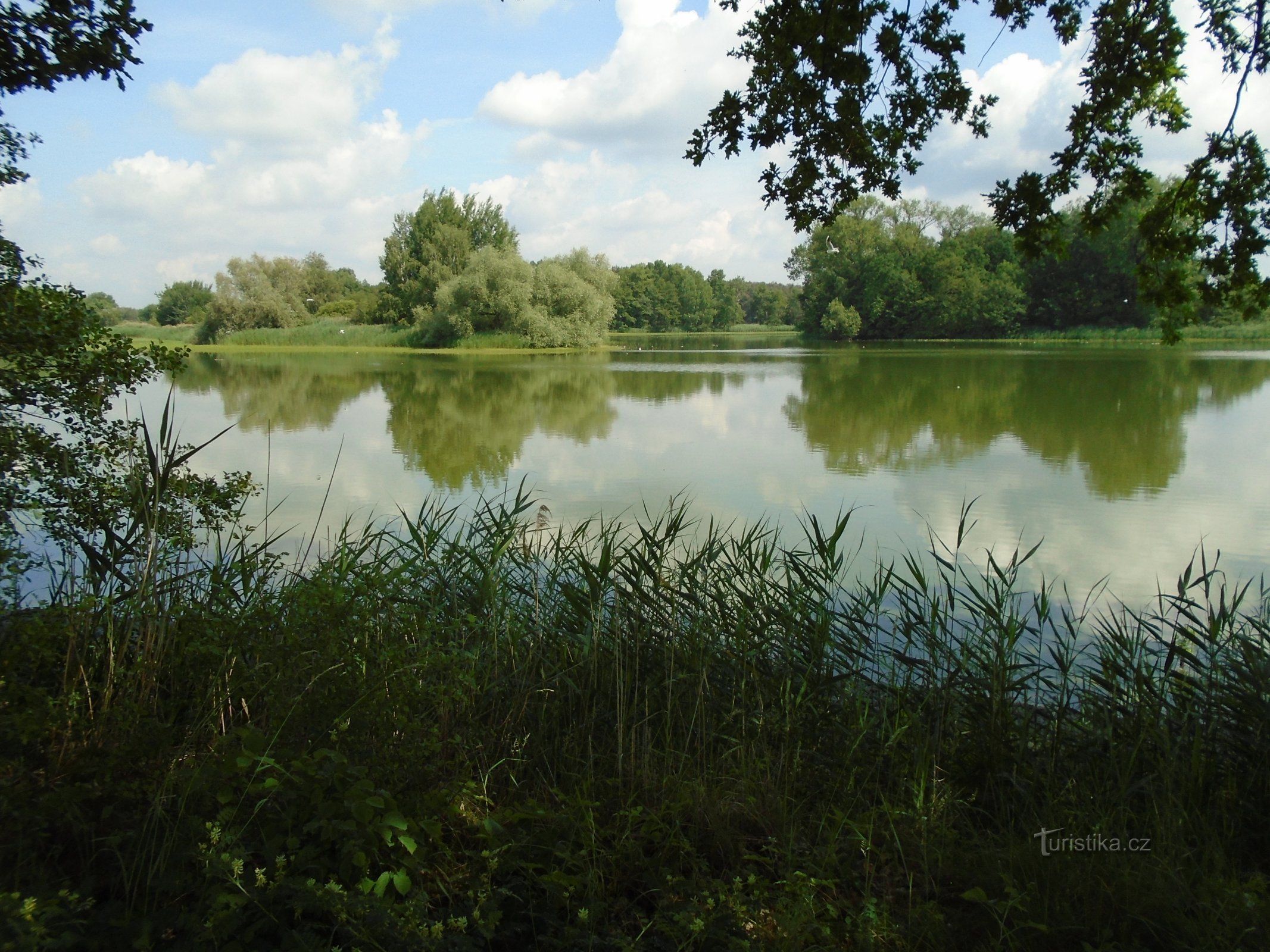 Újezdský rybník (Újezd ​​u Sezemic, ngày 2.6.2018 tháng XNUMX năm XNUMX)