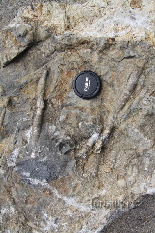Uma amostra de rochas no geoparque