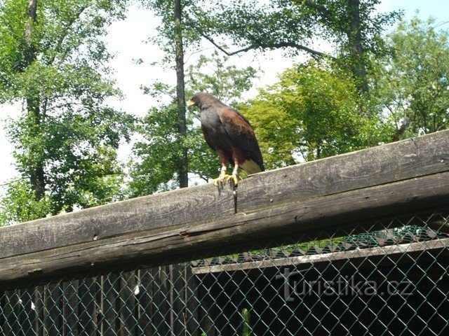 Predator training demonstration