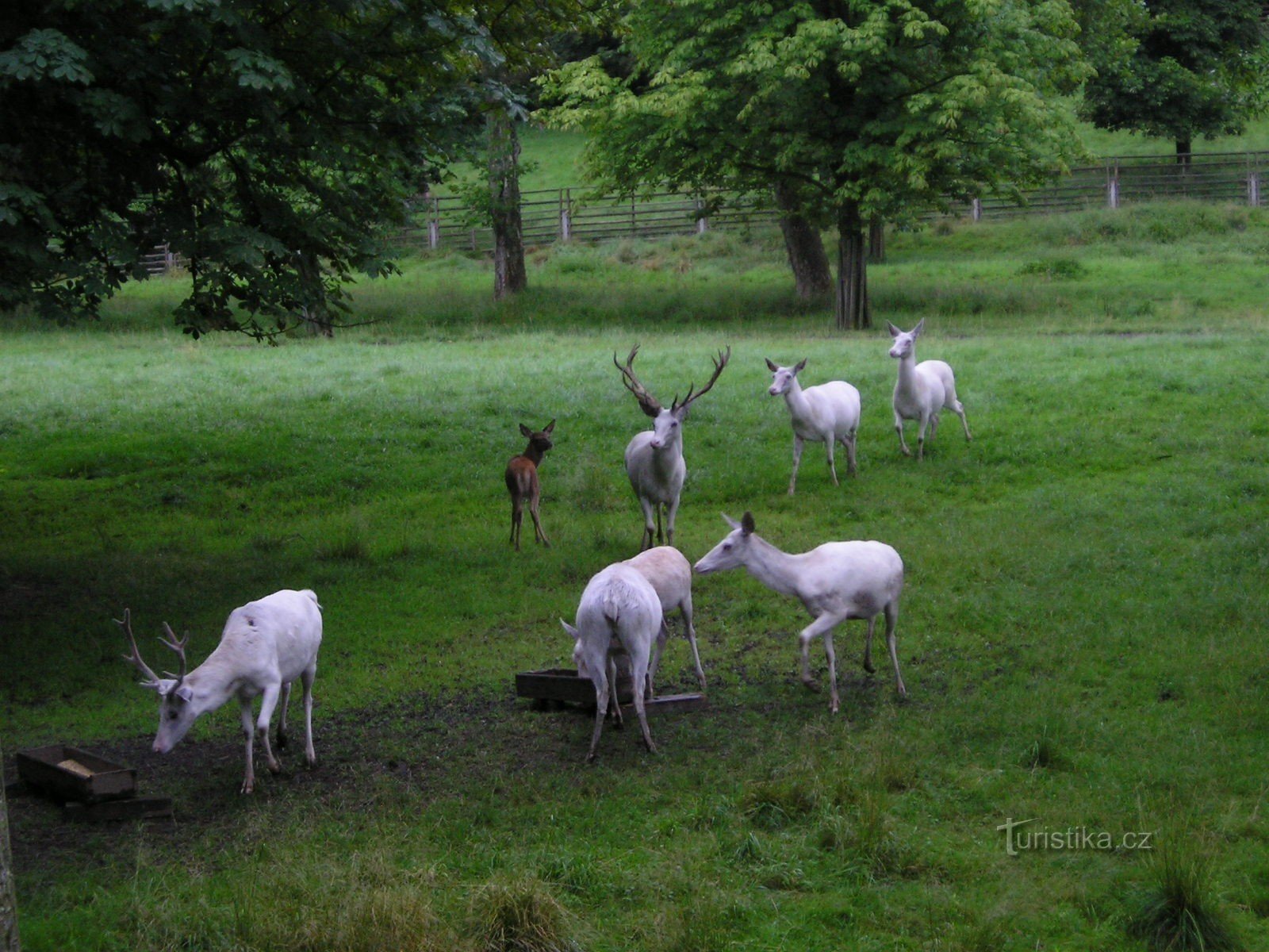 Voorbeeld knoedel Zleby