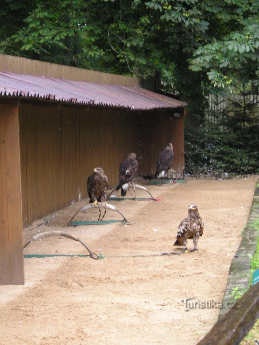 Probieren Sie Knödel Zleby