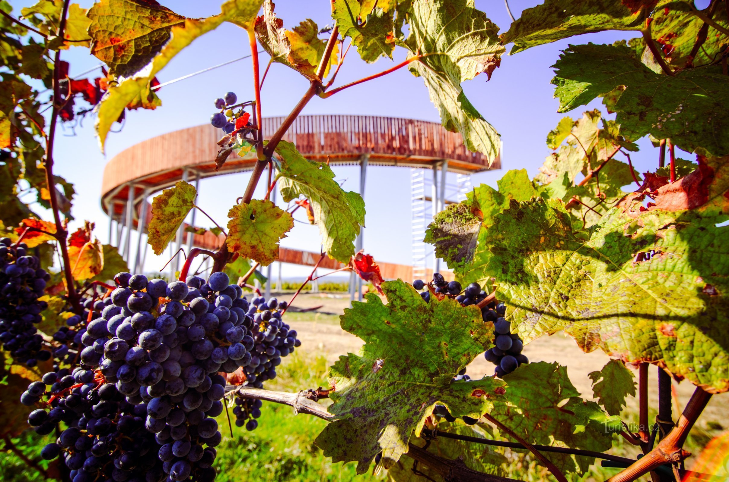 Uma torre de vigia circular única: Caminho acima dos vinhedos