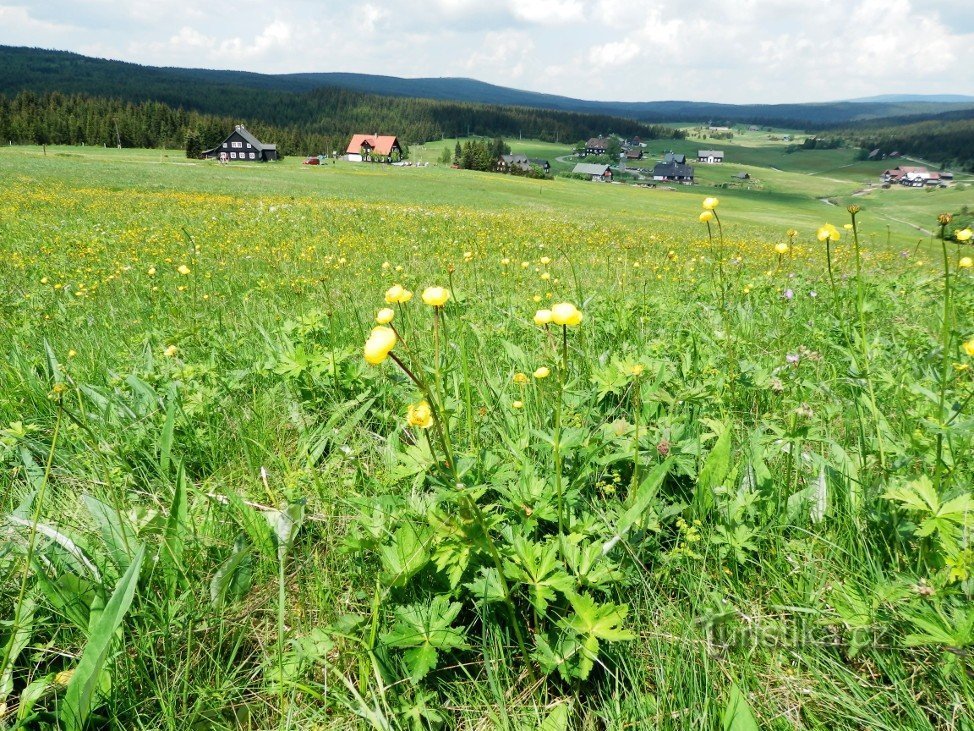 Prairie d'Upolin, colonie de Jizerka à l'arrière