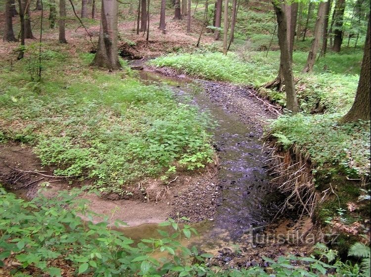 în mijlocul Pădurii Negre