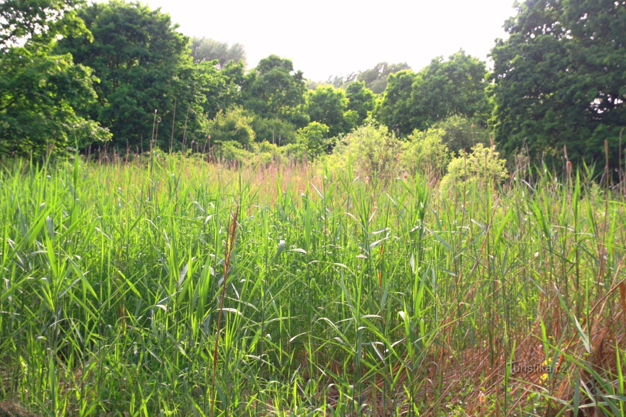 In the middle of the meadow are vast swamps