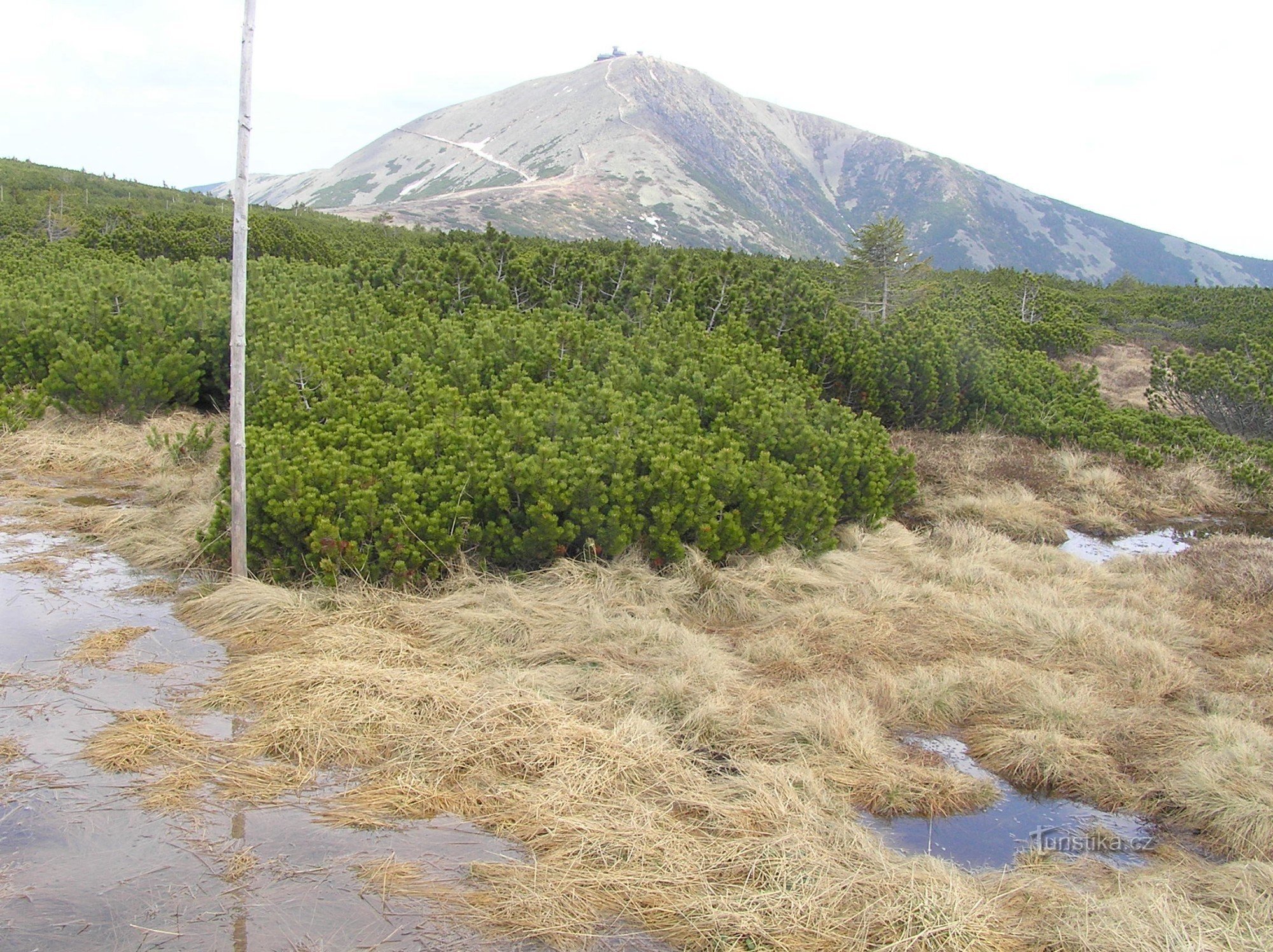 Úpské rašeliniště (květěn 2009)
