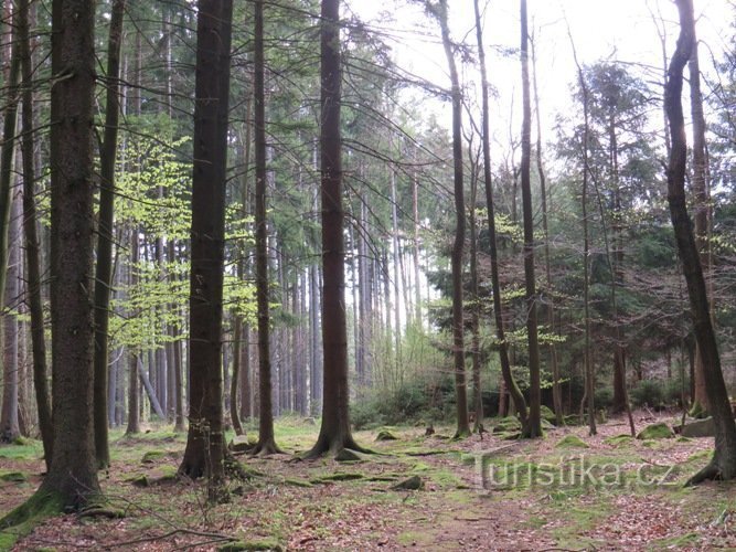 Eröffnungsfoto - Wald bei Hlinska