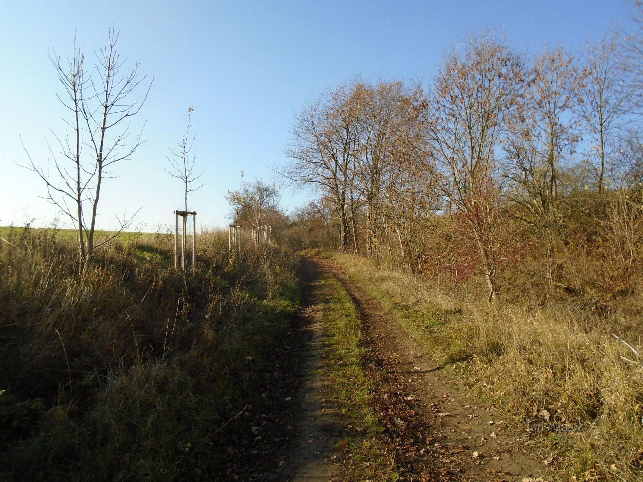 Uvoz iz Rodova (Sendražice, 16.11.2018.)