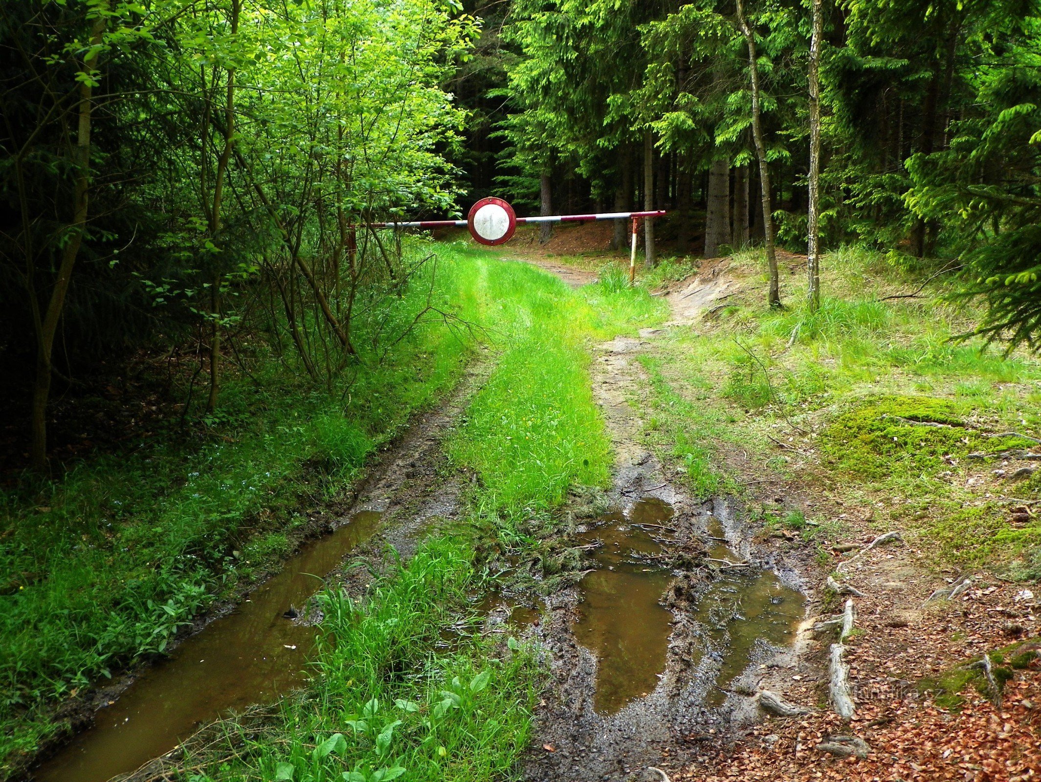 Calea ferată cu ecartament îngust la granița silviculturii Kinský
