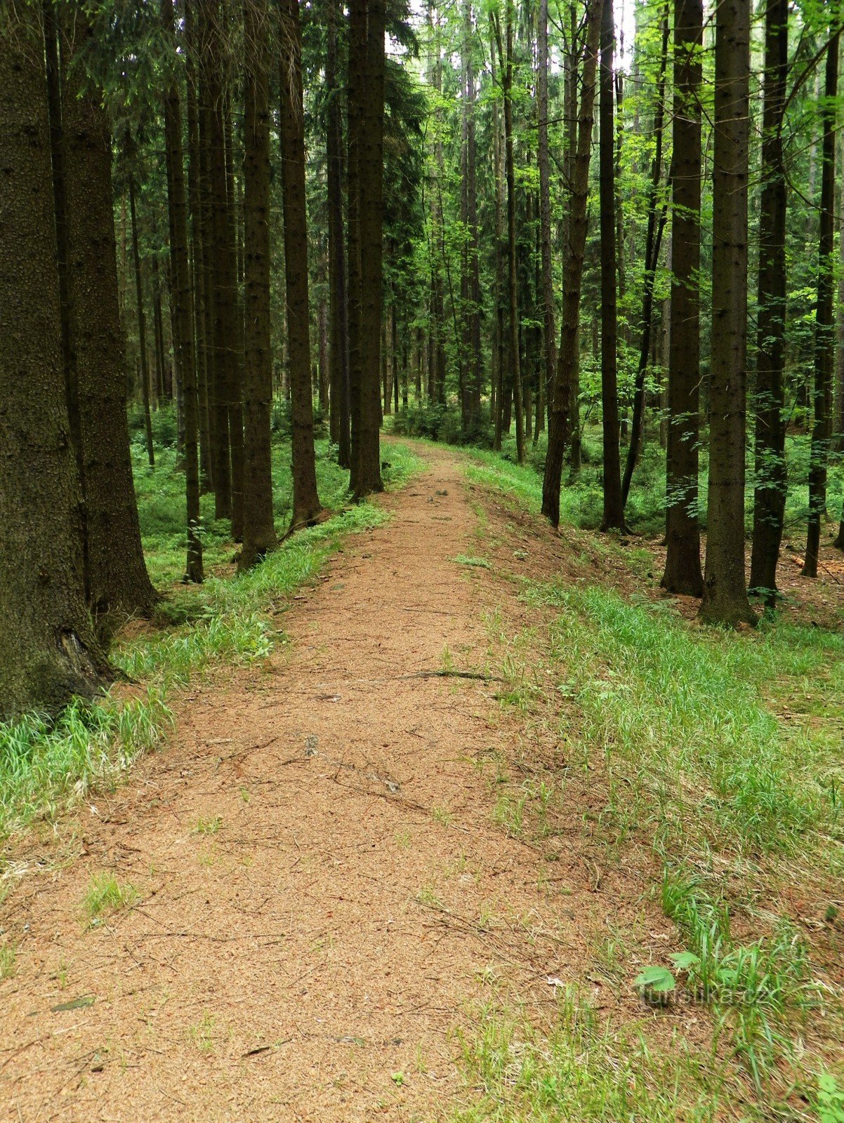 Schmalspur an der Dampfsäge