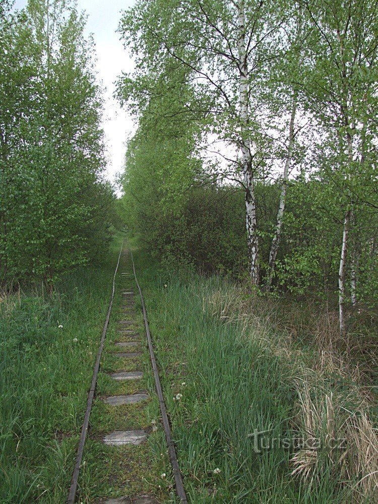 Narrow gauge line in the Soos Reserve