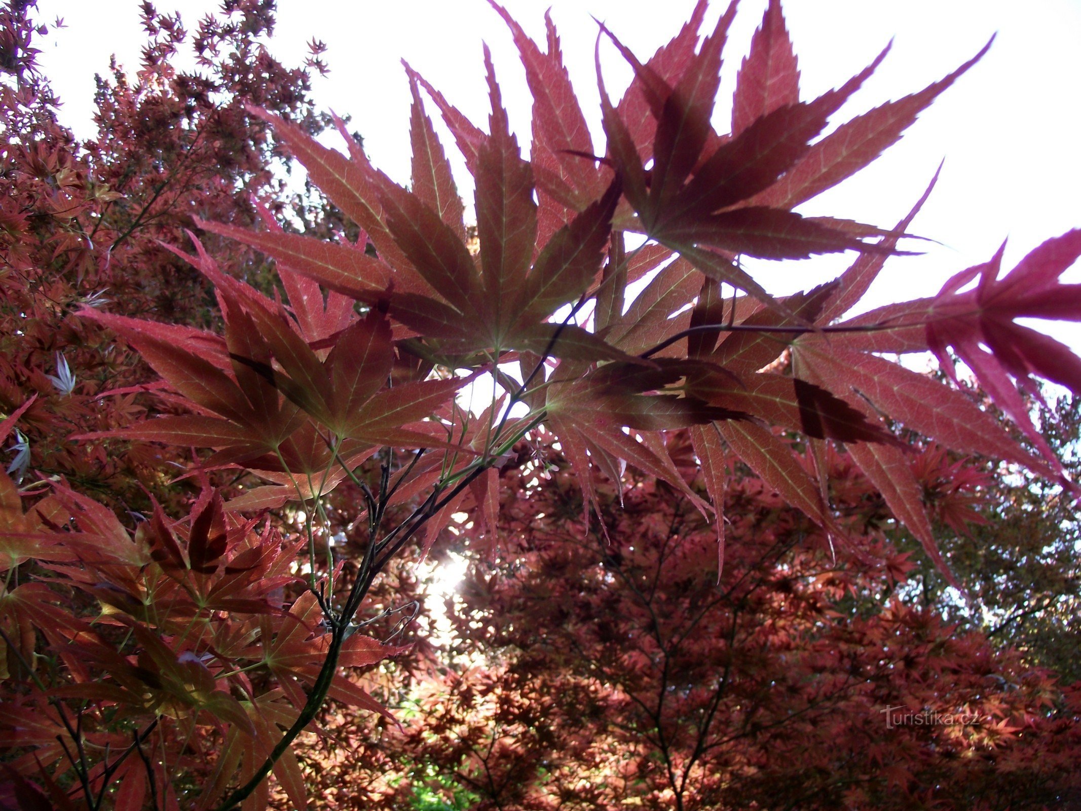 en el arboreto