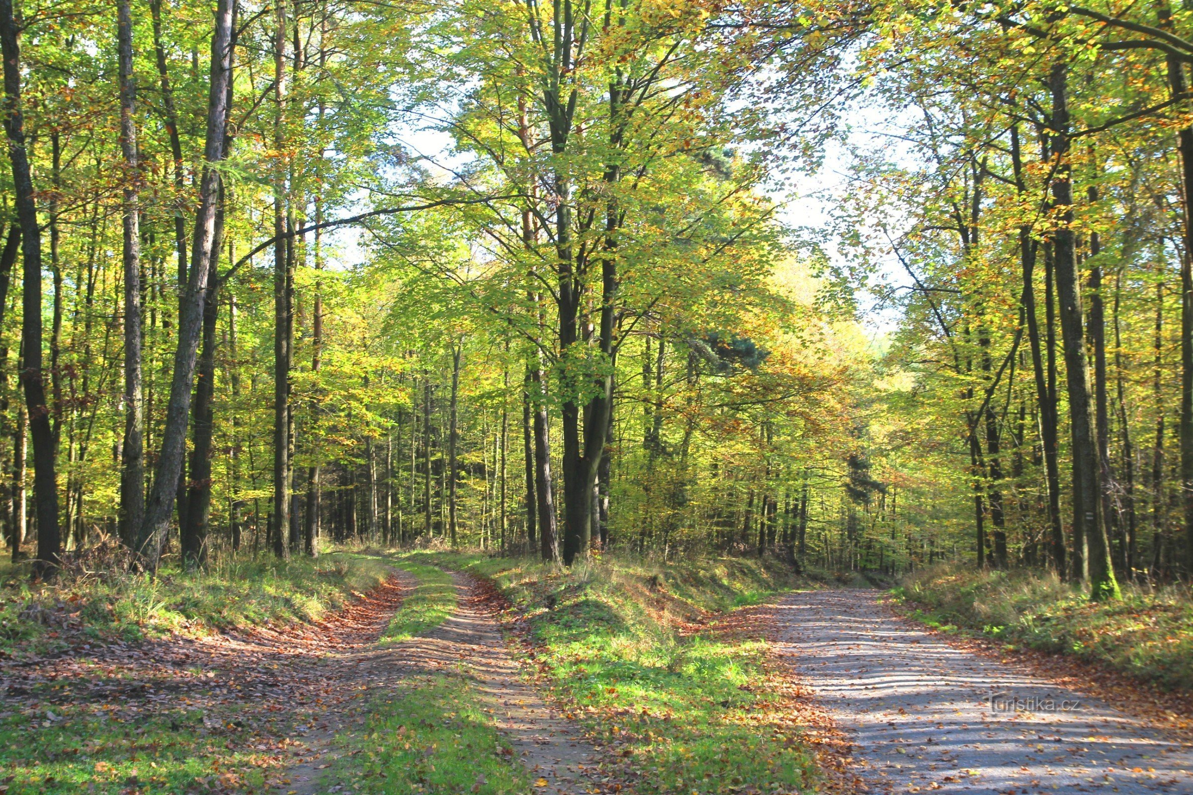 In the Bílovické forest