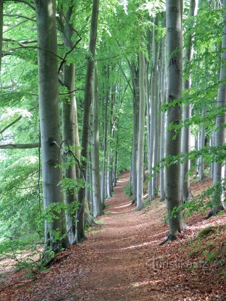 Στο Beech Alley