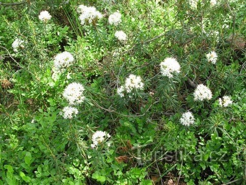 cheio dessas plantas crescem em toda a reserva