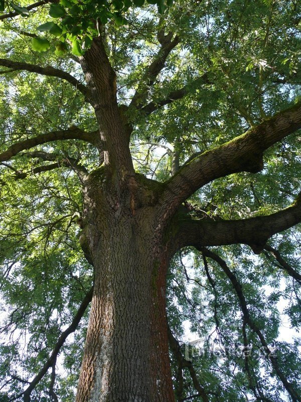 过去的树枝切口在树冠中可见
