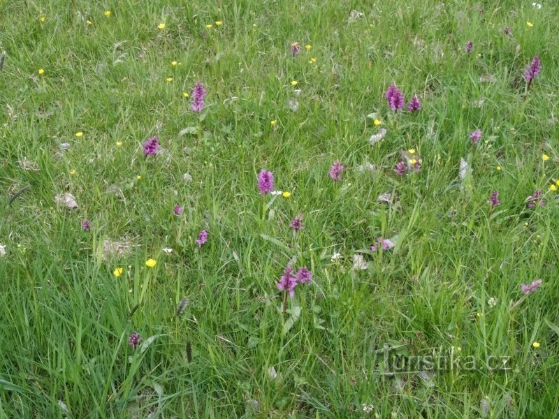 Maj-rævebang blomstrer i maj