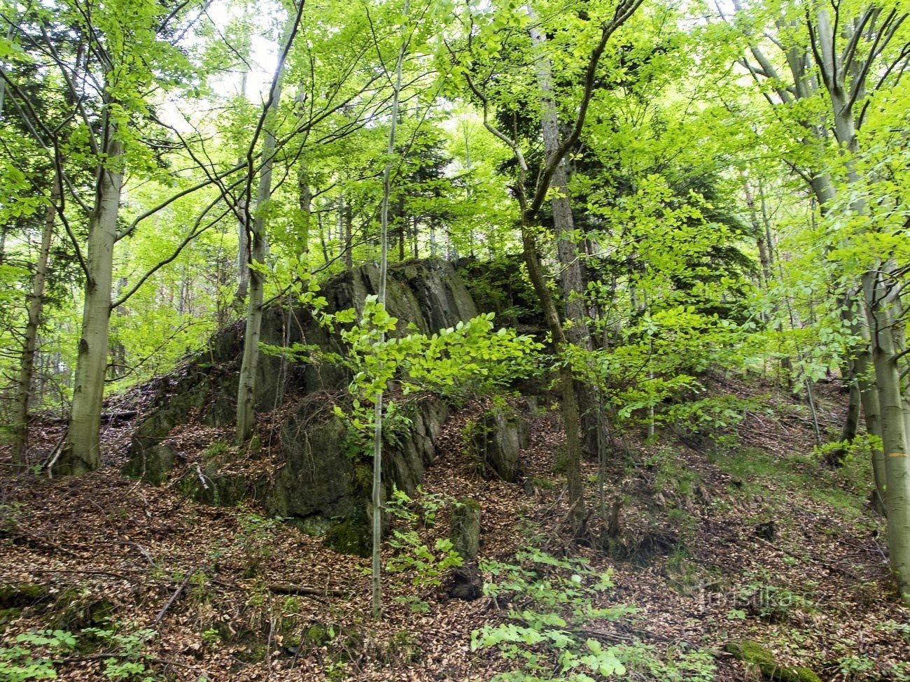 In het bos