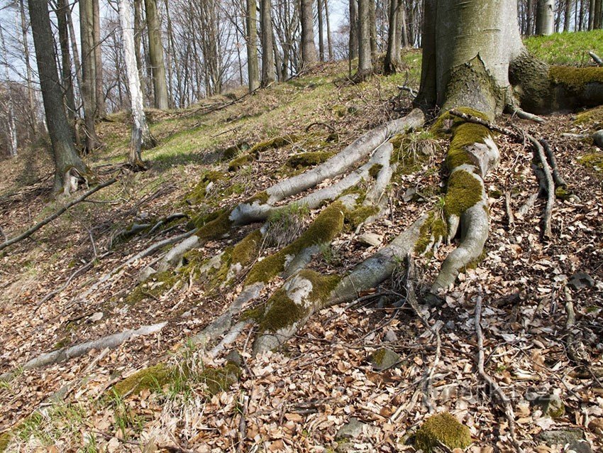 Im Wald gibt es Buchen