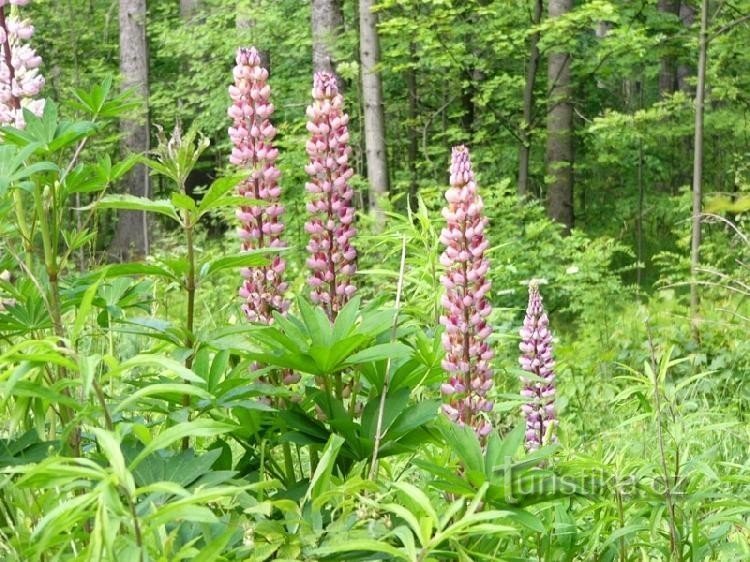 în pădure: oldrichovice