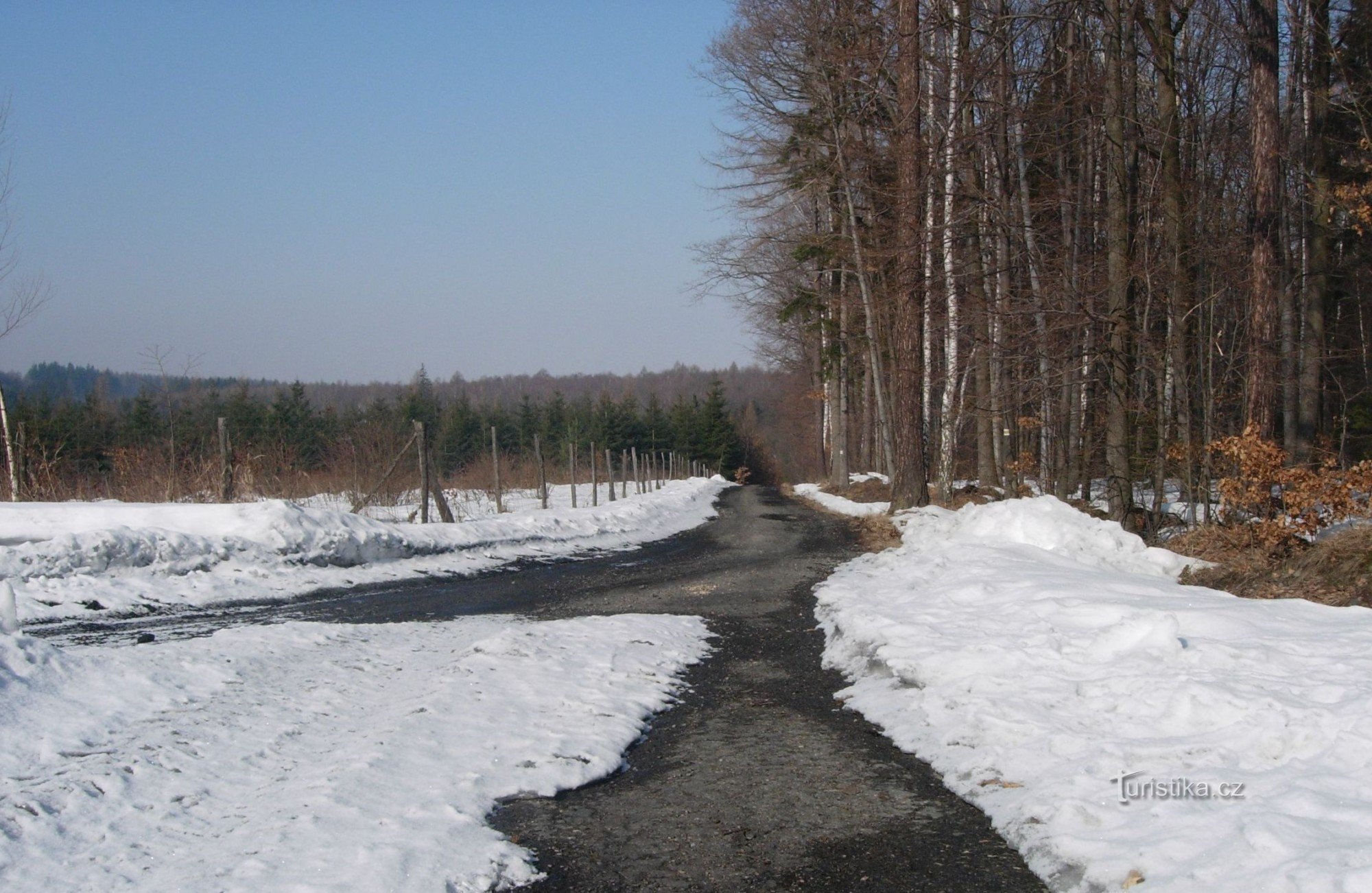 Im Wald vor Soudna