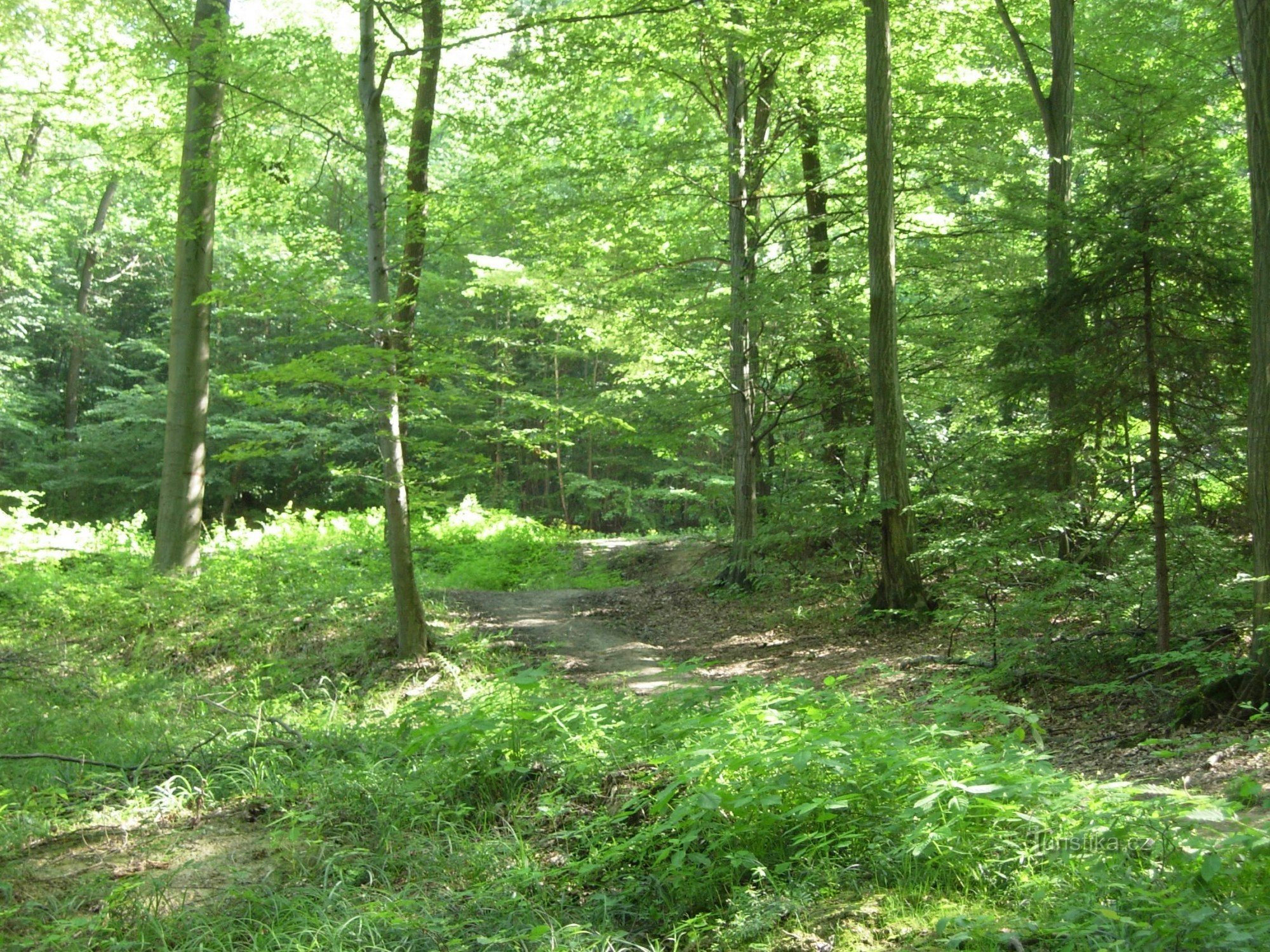 en el bosque detrás de Kocanda