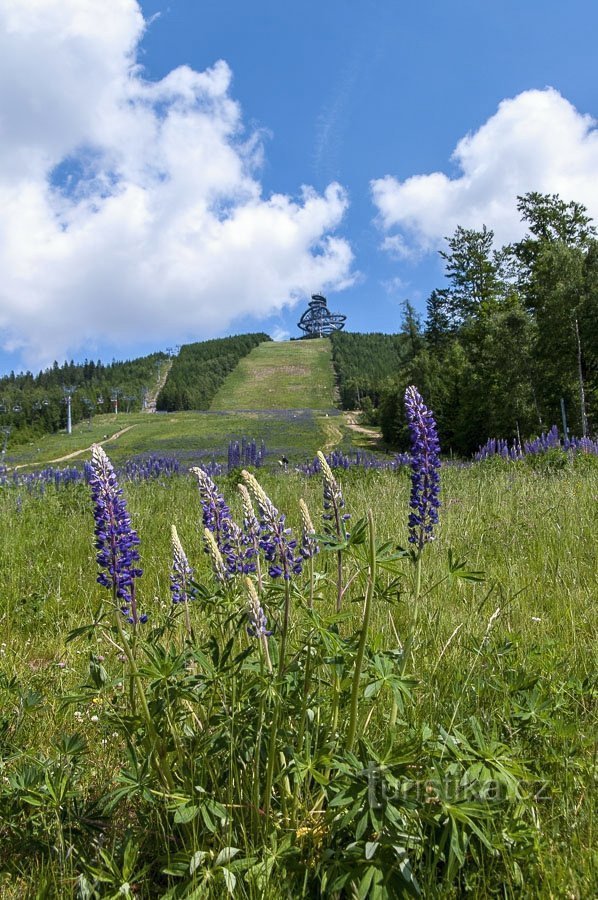 Om sommeren er der meget lupin (eller lupin) under skrænten