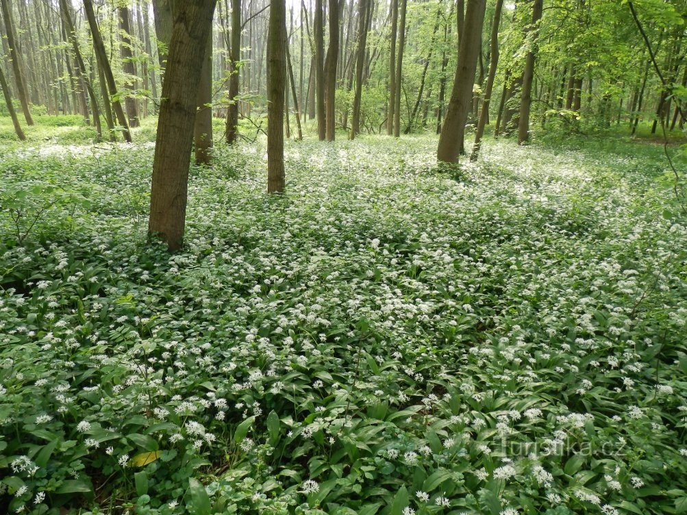 In het uiterwaardenbos