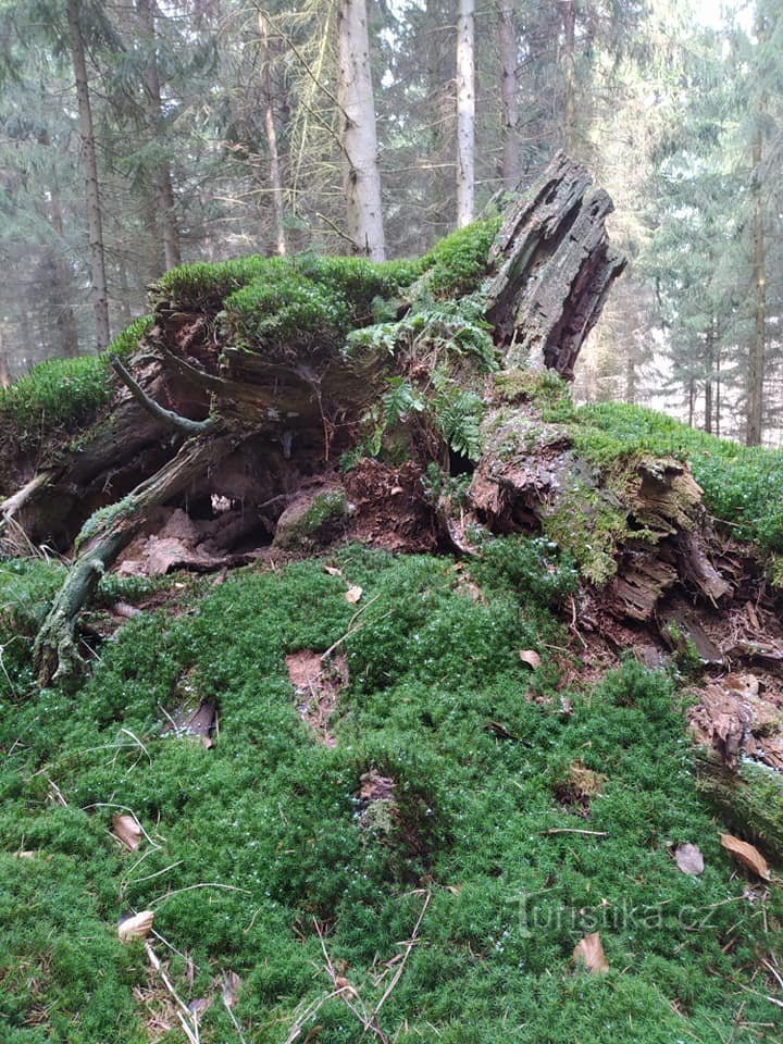 ムラドコーヴェの苔の中で