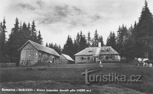 På platsen för dagens turistort byggdes en viltstuga på Javori Pile