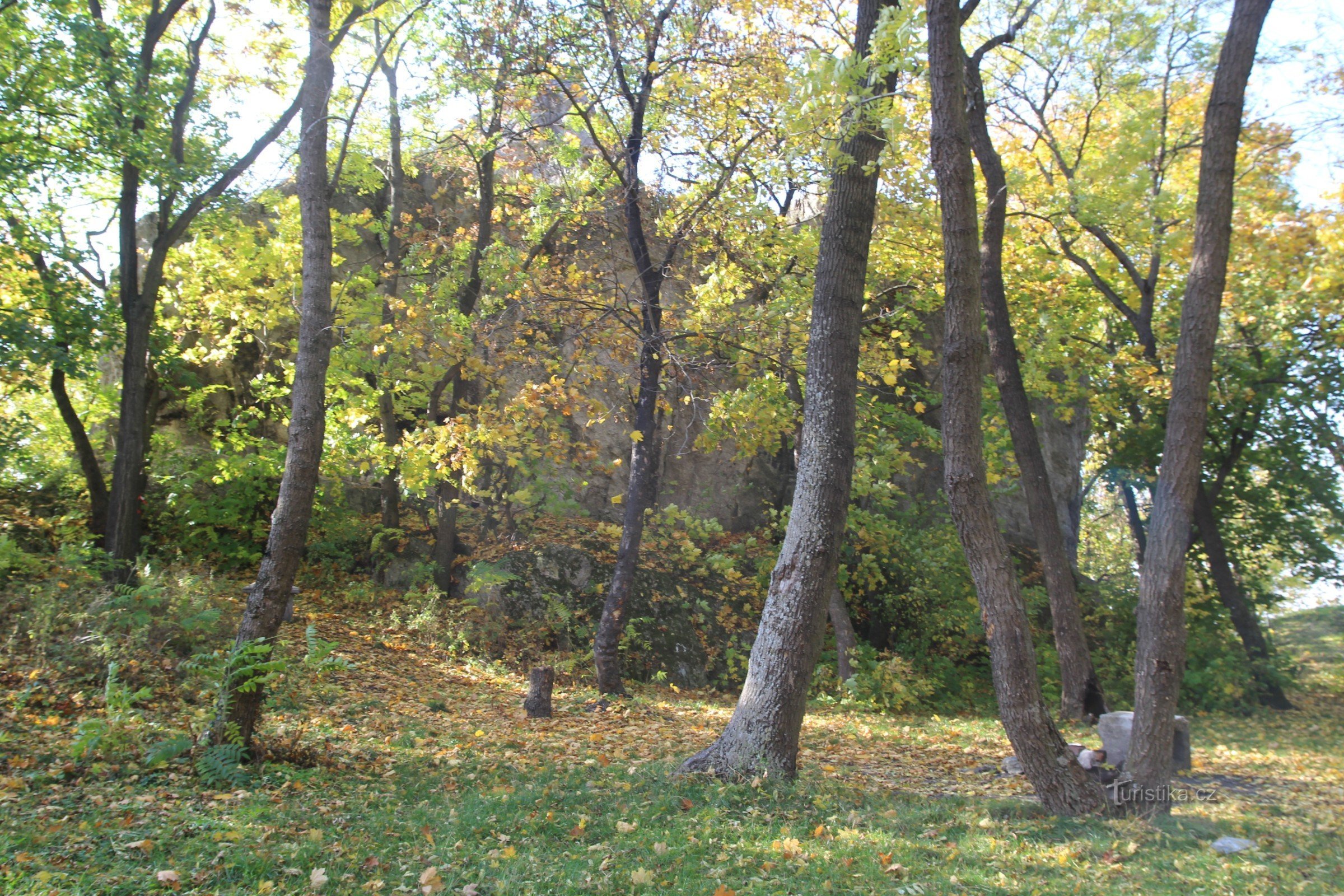Вокруг Чертова камня растут в основном клены и ясени.