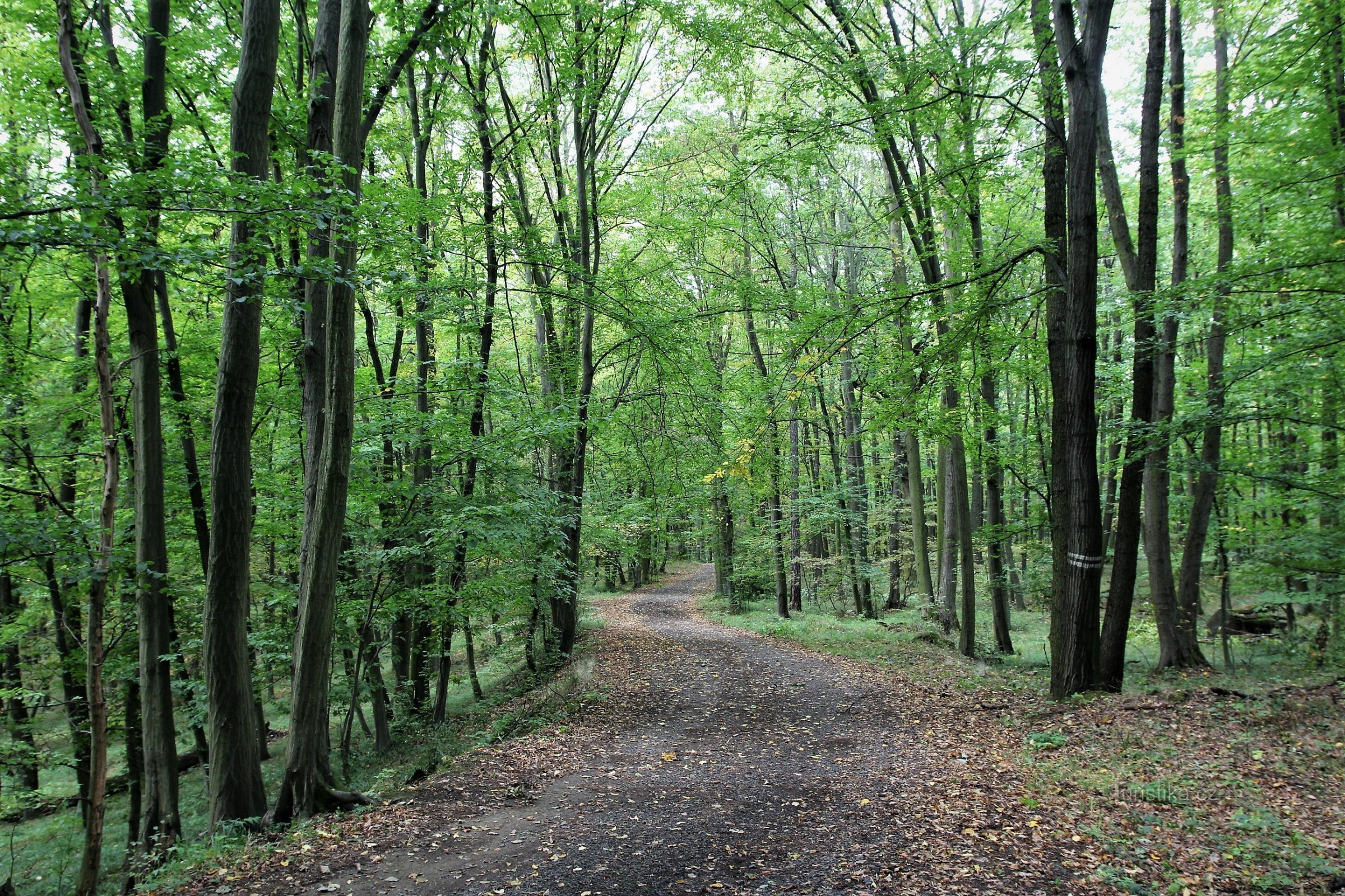 Nas proximidades do parque florestal de Holedná, existem principalmente florestas caducifólias de carpa