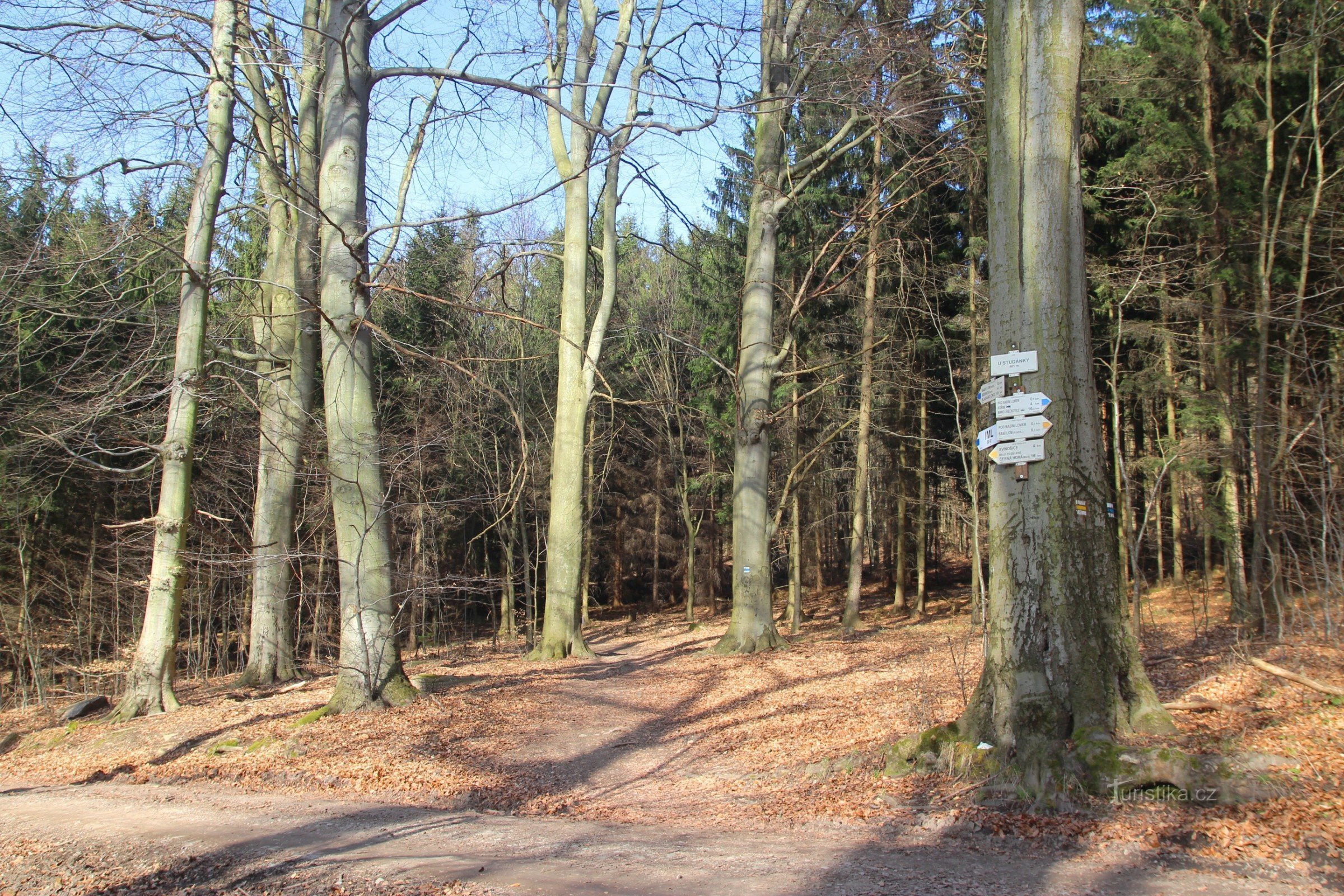 In der Nähe der Wegkreuzung stehen mehrere wuchernde Buchen