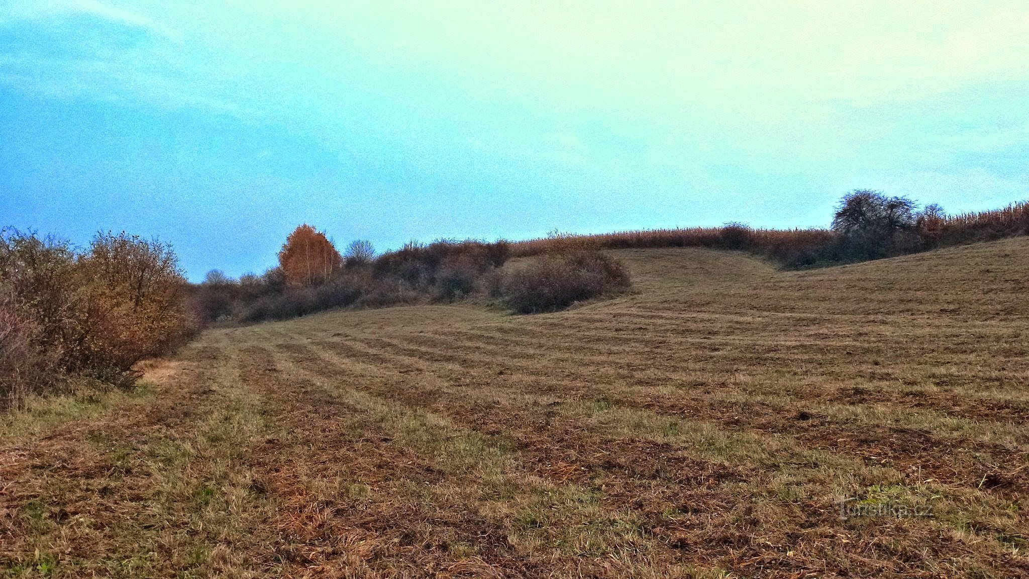Okoli vrha Křemen so travniki z nizkim rastjem na mejah