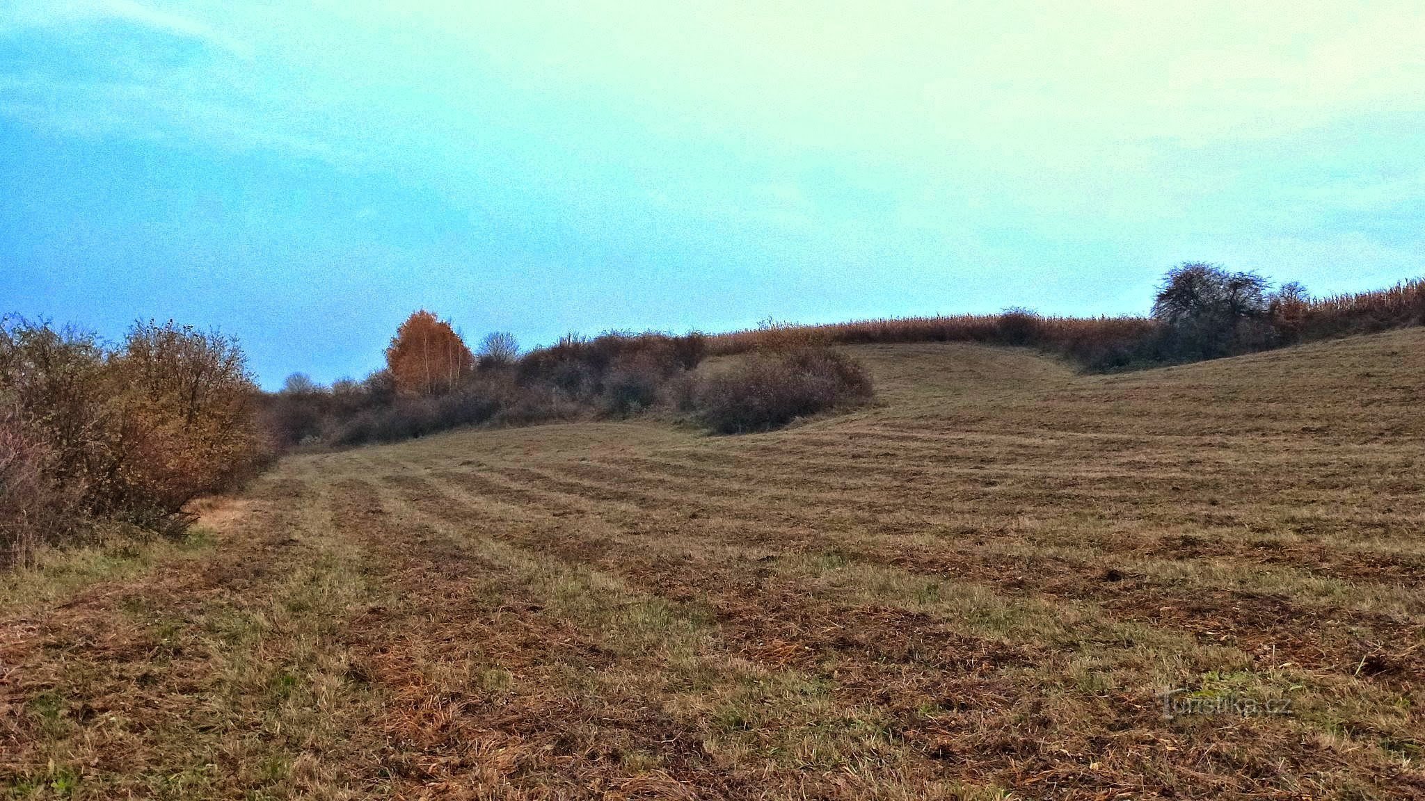 Around the top of Křemen there are meadows with low growth on the borders