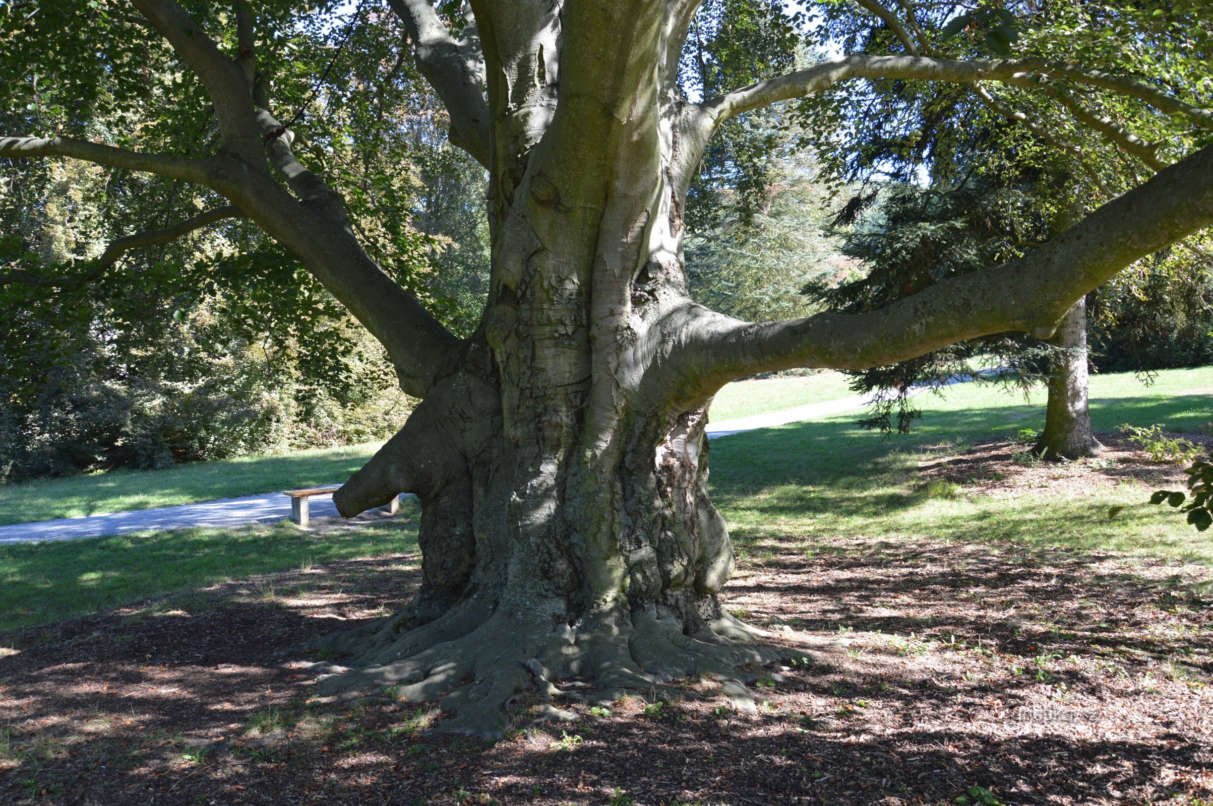 dans le parc