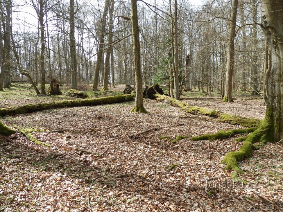 Dans une réserve naturelle