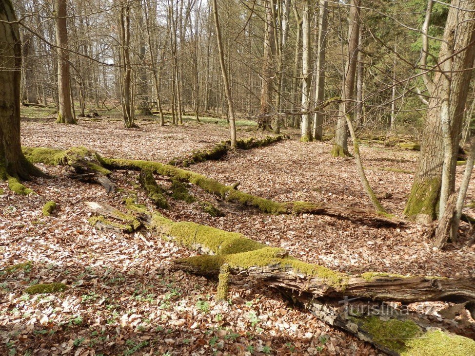 În rezervația naturală Buky lângă Vysoké Chvojno