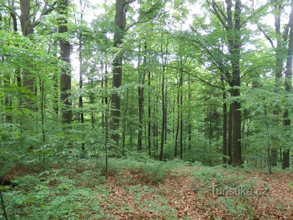 In het noordelijke deel van het natuurgebied