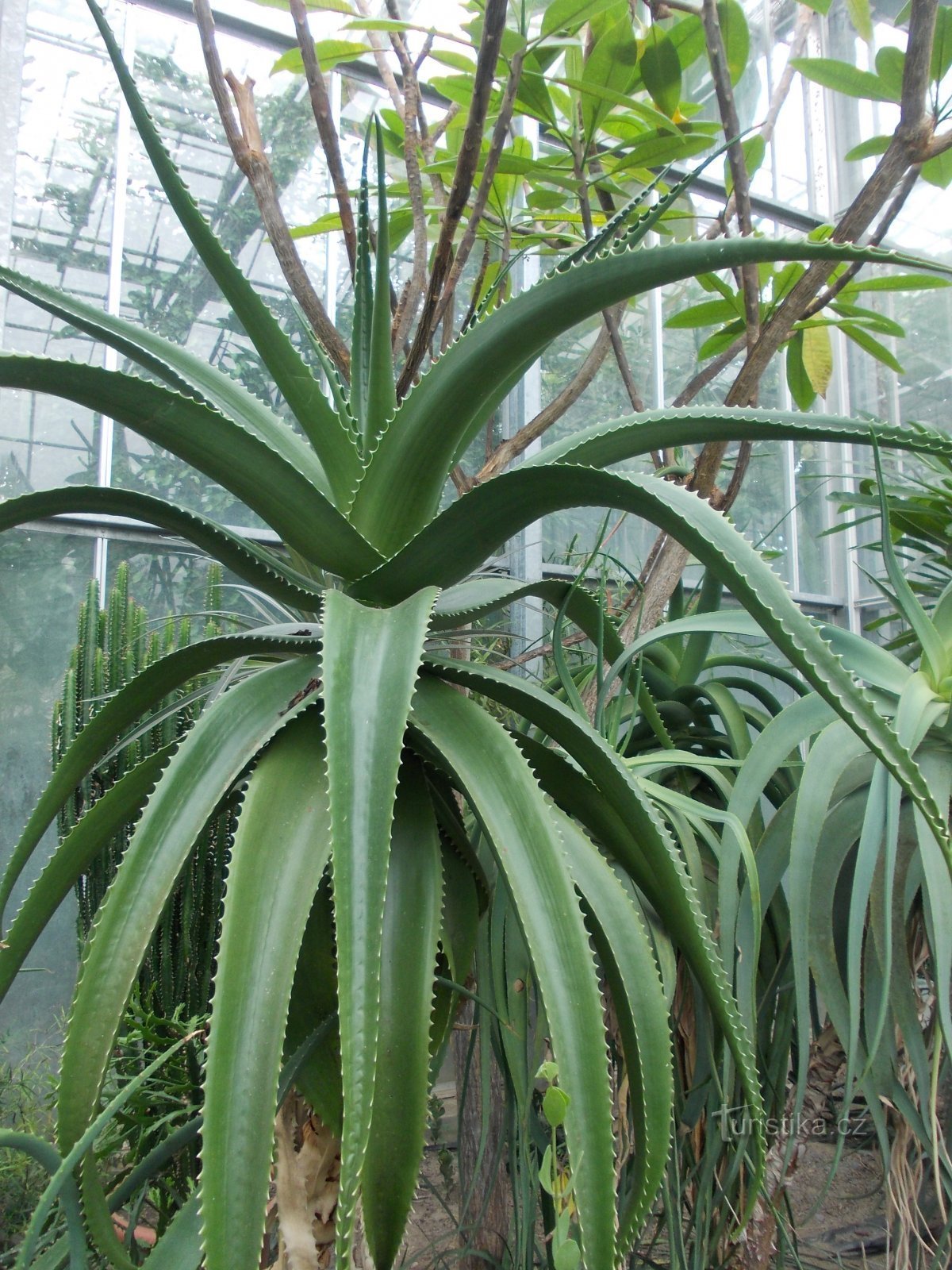 in the greenhouse