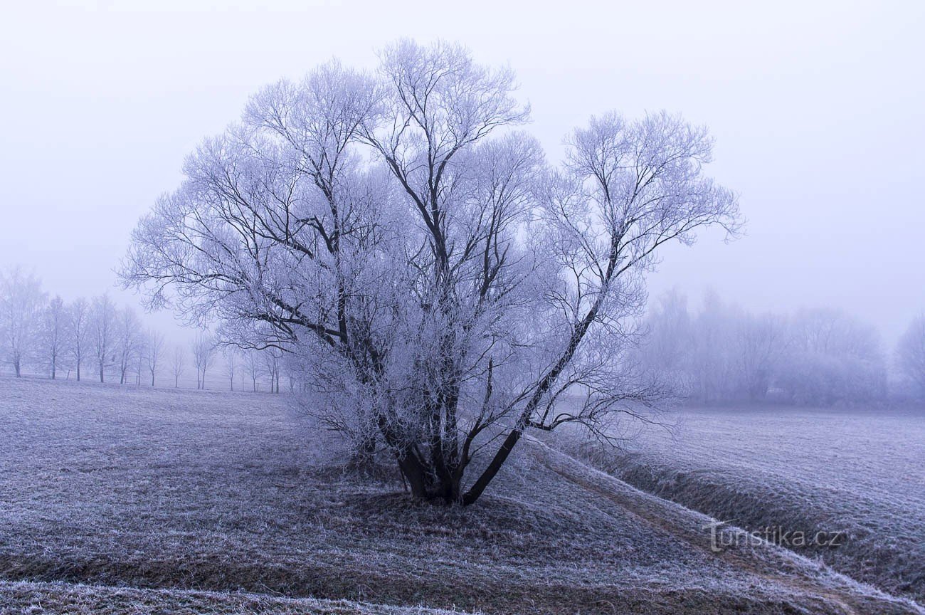 I en tør polder