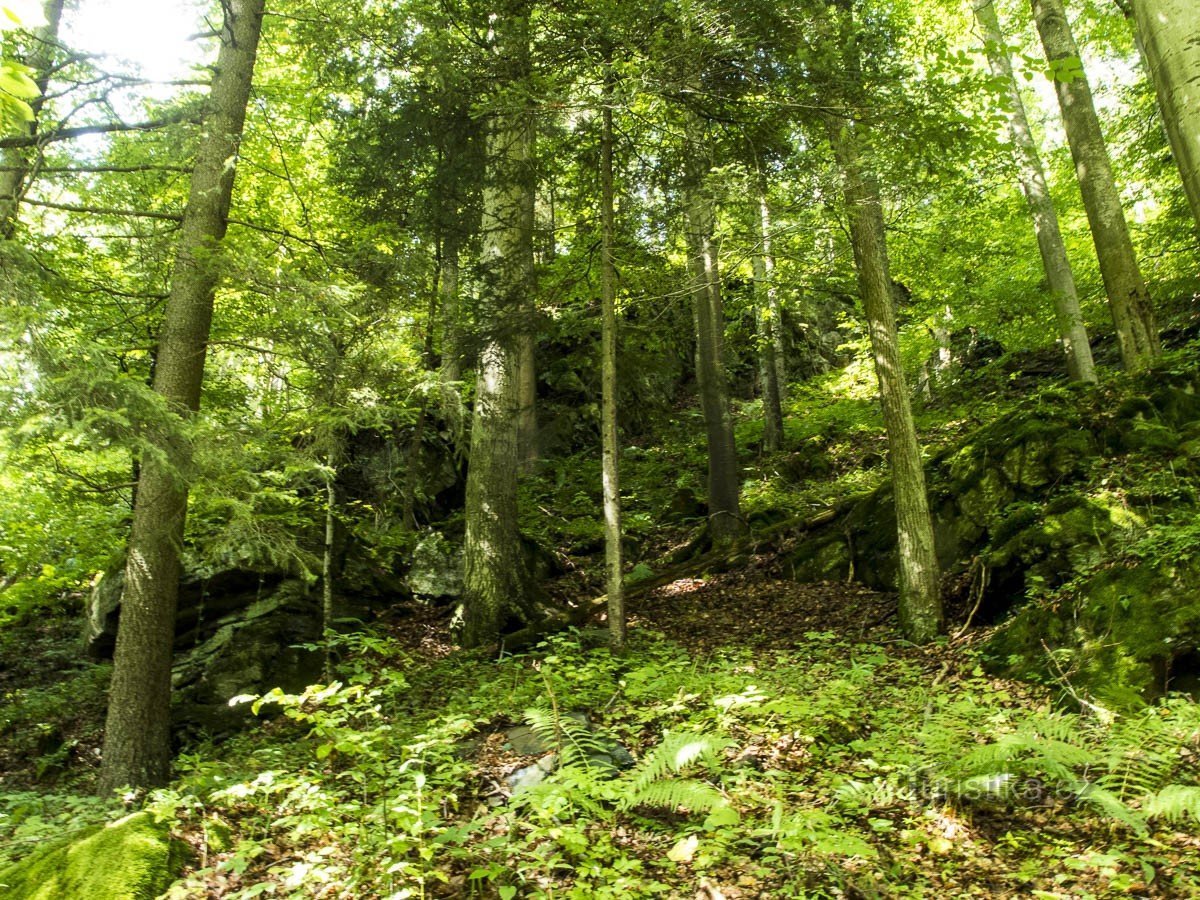 Dans la vallée du ruisseau Vrbenské